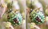 Nezara viridula